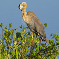Scratch that Itch Photograph by Gordon Elwell Scratch that Itch Photograph by Gordon Elwell