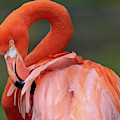 Scratching My Back Photograph by David Levin Scratching My Back Photograph by David Levin