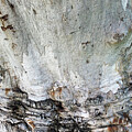 Scribbly Gum Bark by Elaine Teague