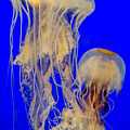 Sea Nettles Photograph by WAZgriffin Digital Sea Nettles Photograph by WAZgriffin Digital