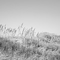 Sea Oat Covered Sand Dune at Atlantic Beach NC by Bob Decker