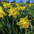 Sea of Daffodils Photograph by Kevin Suttlehan Sea of Daffodils Photograph by Kevin Suttlehan