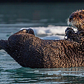 Sea Otter Pup with Crab by Nancy Gleason