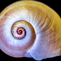 Sea Shell Photograph by WAZgriffin Digital Sea Shell Photograph by WAZgriffin Digital
