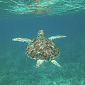 Sea Turtle Reflections by Dan Podsobinski