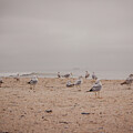 Seagull gathering by Darrell Foster