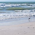 Seagull on Beach - Photo 76 Photograph by Lucie Dumas Seagull on Beach - Photo 76 Photograph by Lucie Dumas
