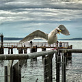 Seagull on the move Photograph by Anamar Pictures Seagull on the move Photograph by Anamar Pictures