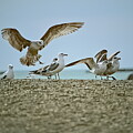 Seagulls Picking Grit And Kenosha Lighthouse by Dale Kauzlaric