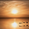 Seagull Sunset by Marilyn McFarlin