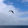 Seagull over the Sea Watercolor Photograph by Rocco Leone Seagull over the Sea Watercolor Photograph by Rocco Leone