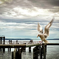 Seagull's landing Photograph by Anamar Pictures Seagull's landing Photograph by Anamar Pictures
