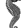 Seahorse Ink 5 Drawing by Amy E Fraser Seahorse Ink 5 Drawing by Amy E Fraser