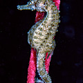 Seahorse on Gorgonian Coral Photograph by WAZgriffin Digital Seahorse on Gorgonian Coral Photograph by WAZgriffin Digital