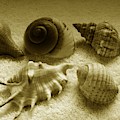 Seashell Quintet - Sepia by Barista Uno Seashell Quintet - Sepia by Barista Uno