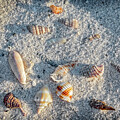 Seashells Triangle by Kelley King