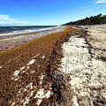 Seaside with Seaweed and Blue Skies by Leslie Brashear