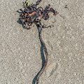 Seaweed by Denis O' Reilly