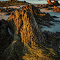 Seaweed Over Rocks At Low Tide, Fort Foster. Photograph by Jeff Sinon Seaweed Over Rocks At Low Tide, Fort Foster. Photograph by Jeff Sinon