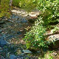Secluded Dry Creek View by Michele Myers