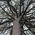 Second Talkest Pine Tree in North Carolina Photograph by WAZgriffin Digital Second Talkest Pine Tree in North Carolina Photograph by WAZgriffin Digital