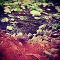 Sedona River Rocks by Cherry Vercher