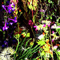 Sedons Wildflowers Photograph by Joe Hoover Sedons Wildflowers Photograph by Joe Hoover