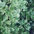 Sedum Stars by Lupen Grainne