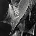 Seeds In The Wind by Sue Capuano