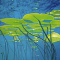 Seerosen, Wasser Painting by Uwe Fehrmann Seerosen, Wasser Painting by Uwe Fehrmann