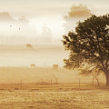 Sepia Cow Pasture Photograph by Jo Ann Tomaselli