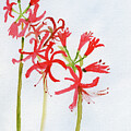 September Red Spider Lily Birth Flower by Elizabeth Reich