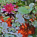 September Rose Water Lily 1 Photograph by Janis Senungetuk September Rose Water Lily 1 Photograph by Janis Senungetuk
