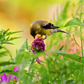 Serenity in the Thicket by Lisa Arview