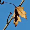 Shadows of Autumn Photograph by Sarah Lilja Shadows of Autumn Photograph by Sarah Lilja