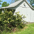 Shed Painting by Anitra Boyt Shed Painting by Anitra Boyt