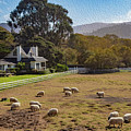 Sheep at Mission Ranch Photograph by Robert Carter Sheep at Mission Ranch Photograph by Robert Carter