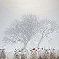 Sheep in the mist - Christmas Greeting by Anita Nicholson