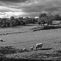 Sheep by Jim Mathis