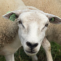 Sheep Photograph by MPhotographer Sheep Photograph by MPhotographer
