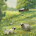 Sheepish by Melinda Hughes-Berland