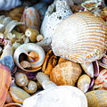 Ocean Shells Everywhere Photograph by Blair Damson Ocean Shells Everywhere Photograph by Blair Damson