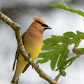 Shenandoah Cedar Waxwing 2025 by Lara Ellis