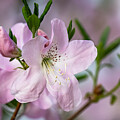 She's a Classic by Linda Bonaccorsi