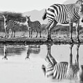 Shompole - Zebra -2 by Gene Taylor