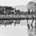 Shompole - Zebra -3 by Gene Taylor