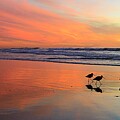 Shorebird Meeting Relection by John F Tsumas