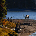 Shoreline Elk by Julie Argyle