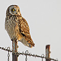 Short-eared Owl Photograph by Wesley Aston Short-eared Owl Photograph by Wesley Aston