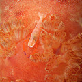 Shrimp on nudibranch Photograph by Artesub Shrimp on nudibranch Photograph by Artesub